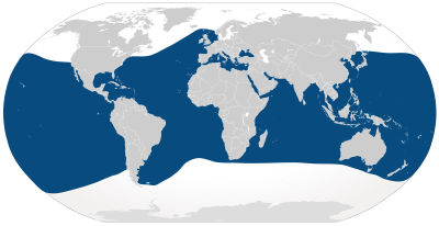 Where Do Bottlenose Dolphins Live? - Bottlenose Dolphin Habitat