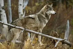 how long do gray wolves live