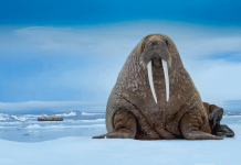 what do walruses eat