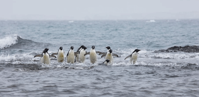 what do adelie penguins eat 