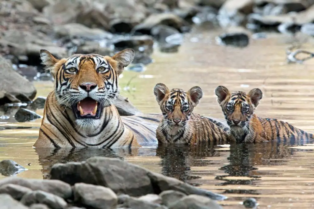Do Bengal Tigers Live in the Rainforest? • Animals Answers