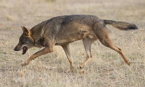 where do gray wolves live