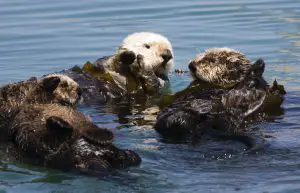 how many sea otters are left in the world