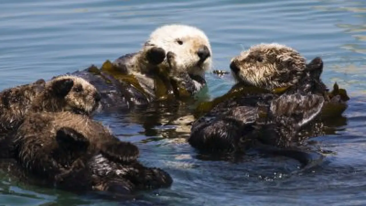 Moss Landing Sea Otters | Sea otter, Otters, Moss landing