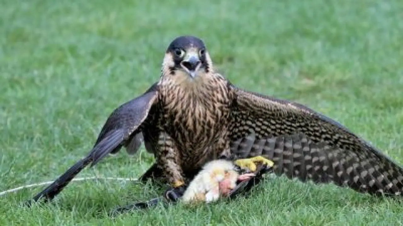 How Do Peregrine Falcons Catch Their Prey