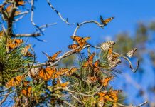 How Long Do Monarch Butterflies Live? – Monarch Butterfly Lifespan how long do monarch butterflies live