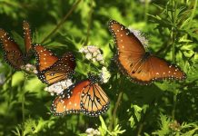 What Do Monarch Butterflies Eat? – Monarch Butterfly Diet what do monarch butterflies eat