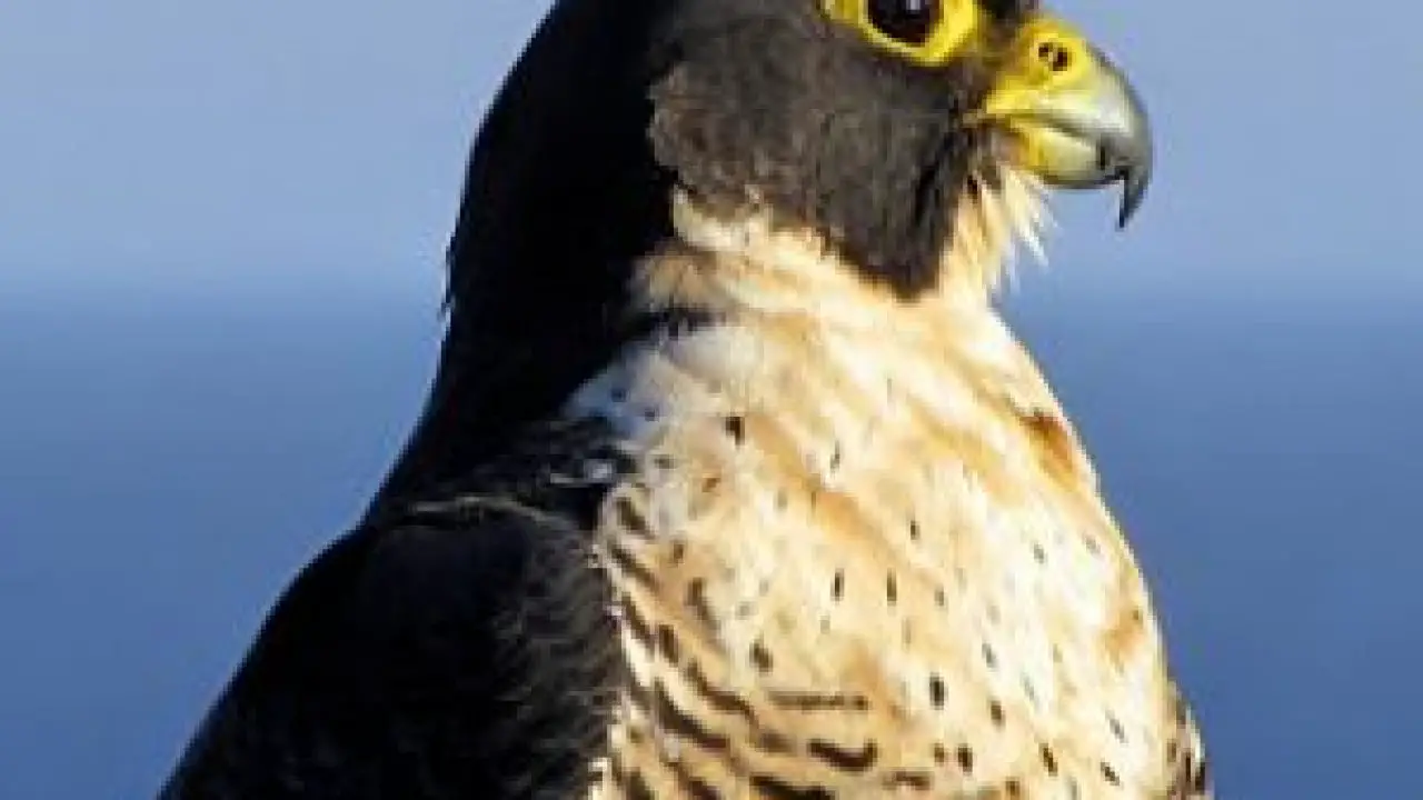 What Does A Peregrine Falcon Look Like Peregrine Falcon