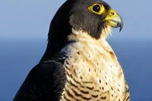 peregrine falcon appearance