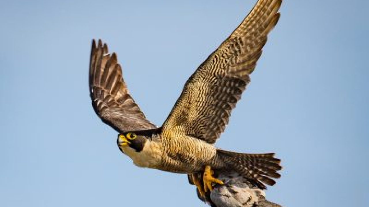 What Do Peregrine Falcons Eat Peregrine Falcon Diet