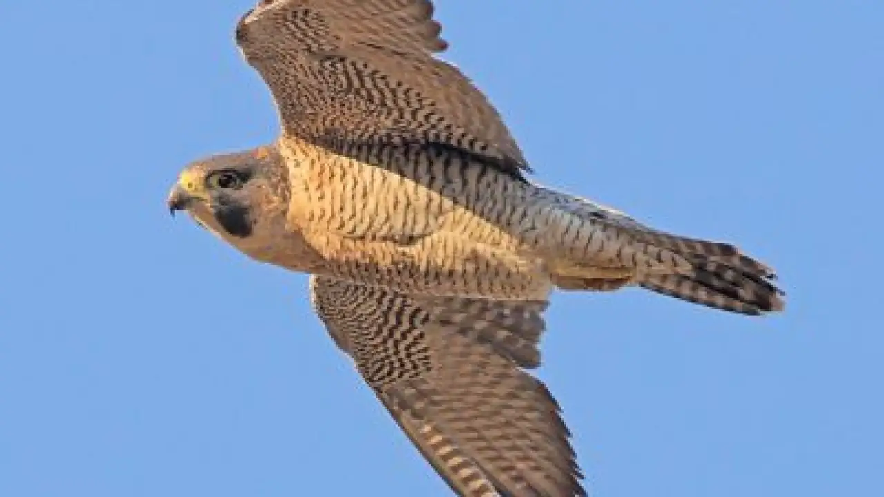 How Fast Does A Peregrine Falcon Fly