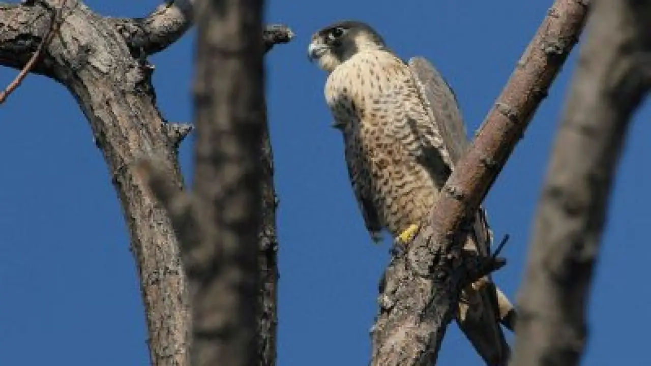 What Eats Peregrine Falcons