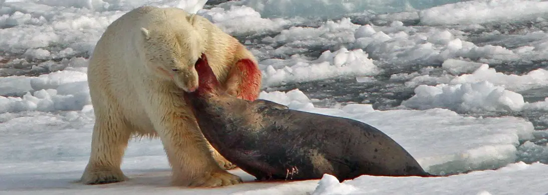 what do polar bears eat 
