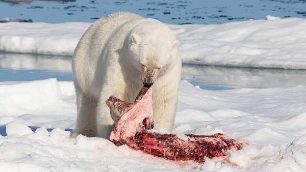 what do polar bears eat