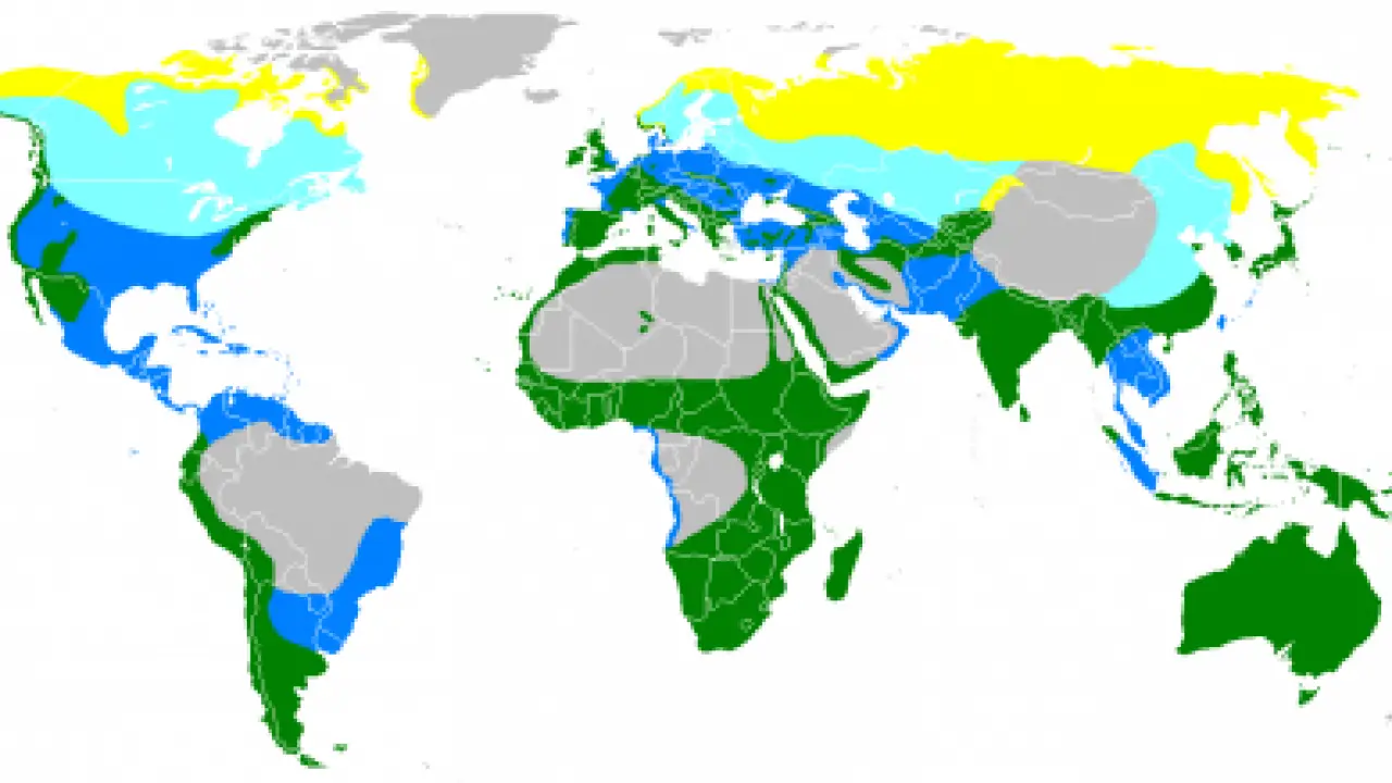 Where Do Peregrine Falcons Live Peregrine Falcon Habitat