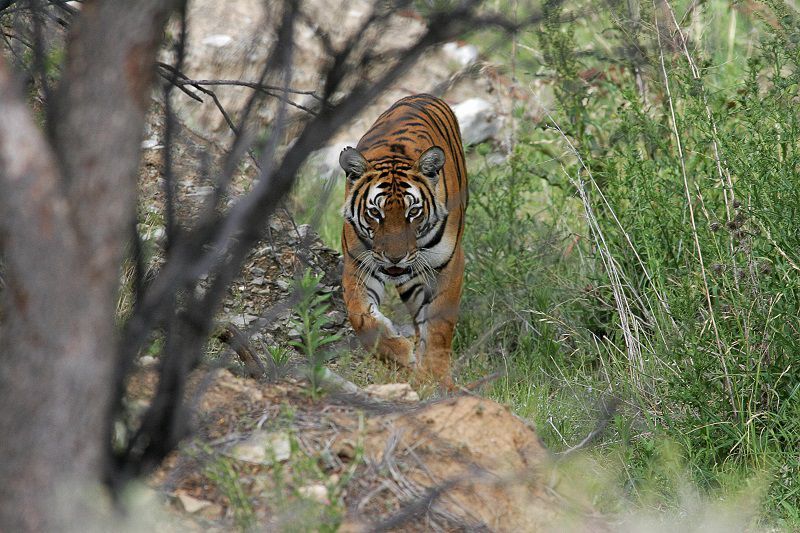 what do south china tigers eat
