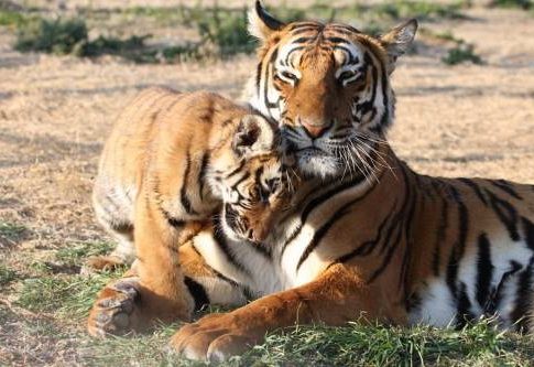 Do Bengal Tigers Live in the Rainforest? • Animals Answers