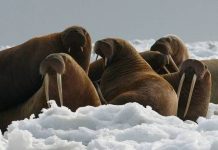 Why Do Walruses have Tusks? • Animals Answers