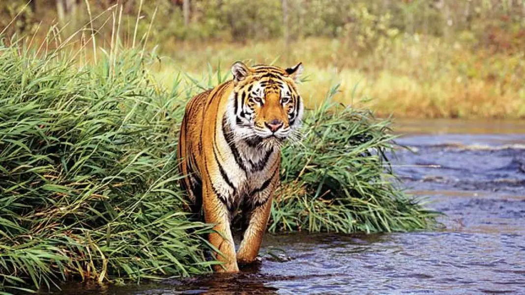 Do Bengal Tigers Live in the Rainforest? • Animals Answers