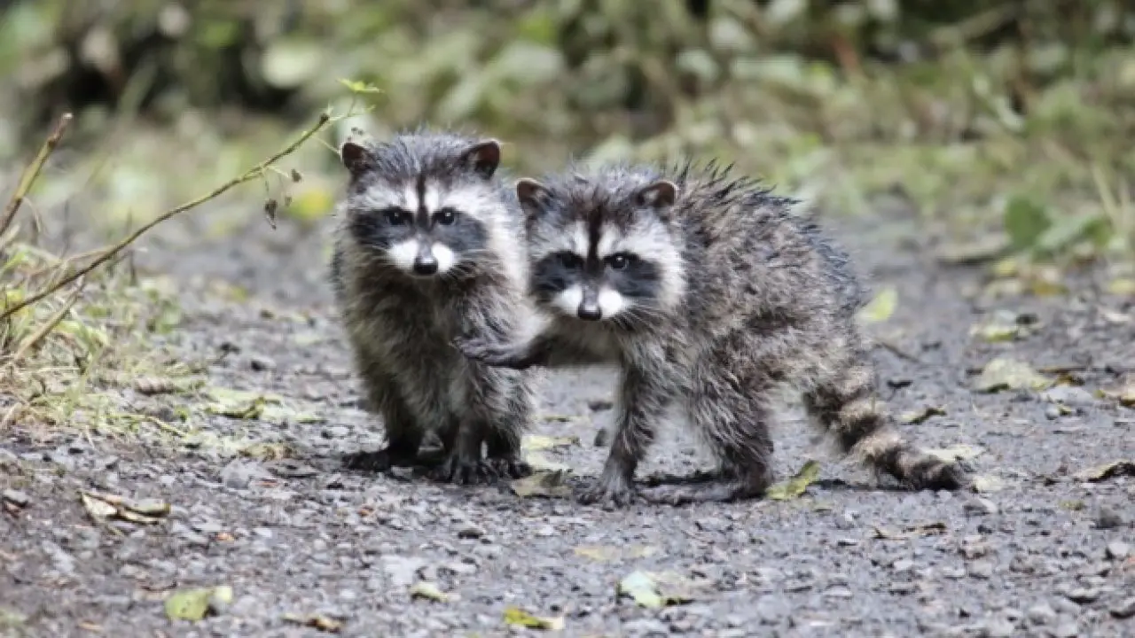 Raccoon In Backyard During Day - House Backyards