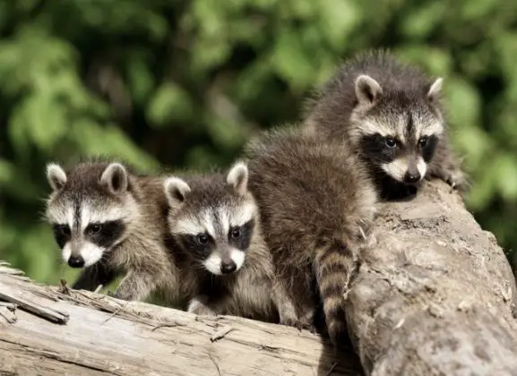 where-do-raccoons-live-raccoon-range-and-raccoon-habitat-animals-answers