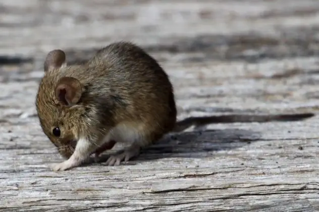 are-mice-dangerous-do-they-carry-diseases-animals-answers