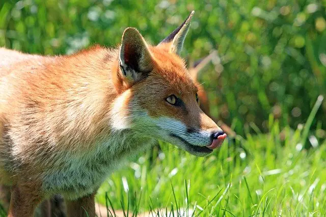 What Do Red Foxes Eat in the Forest? • Animals Answers