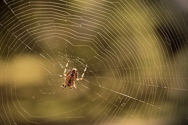 do-male-spiders-spin-webs-animals-answers