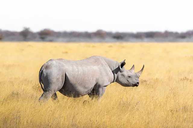 How Fast Can a RHINO Run? • Animals Answers