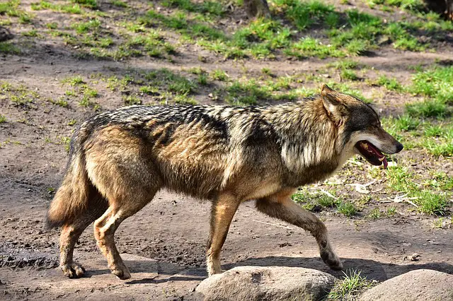 How Fast Can a WOLF Run? • Animals Answers